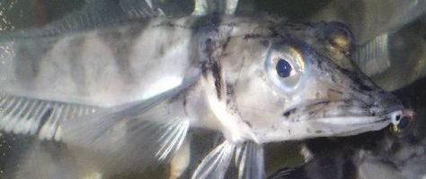 crocodile icefish
