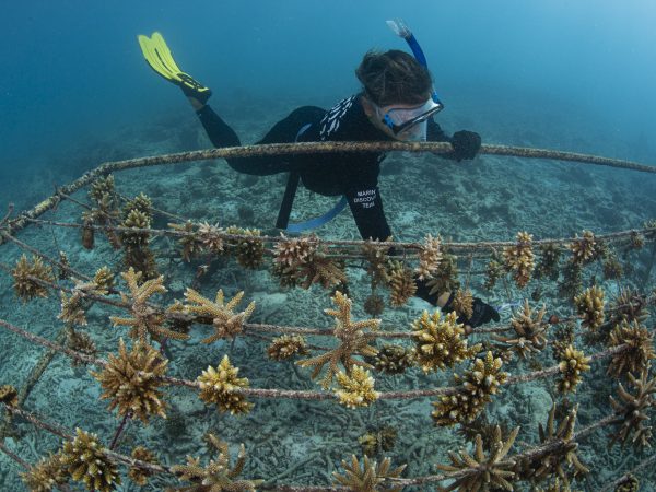Coral reef restoration underwater - nursery table