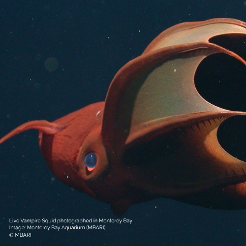 Vampire squid