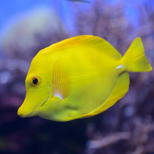 Yellow Tang
