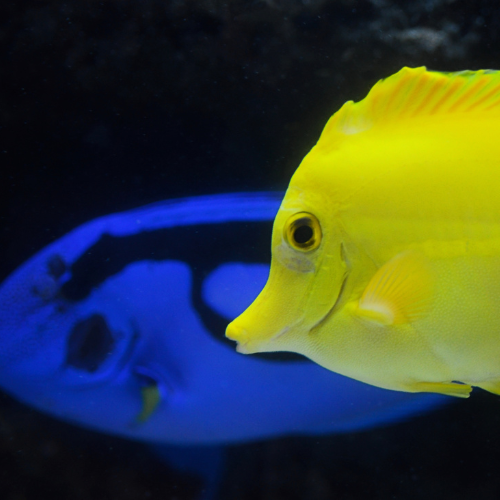 Head of Yellow Tang fish