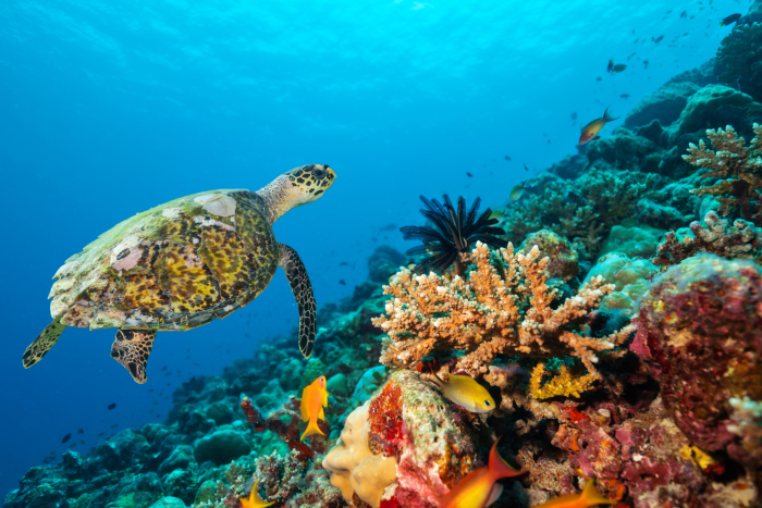 Turtle swimming on a coral reef