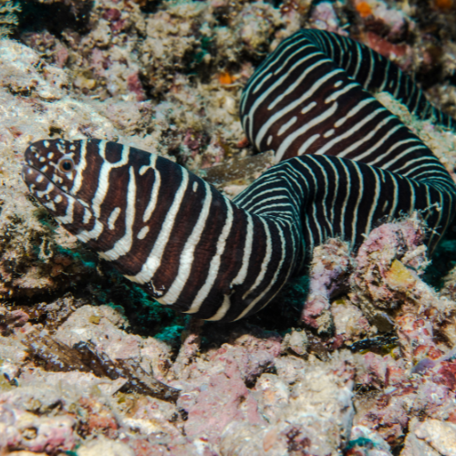 Zebra Moray Eel
