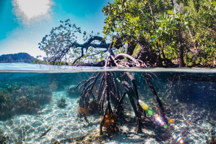 Mangrove roots