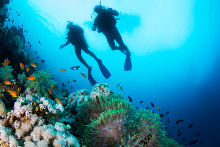 Scuba divers on a reef