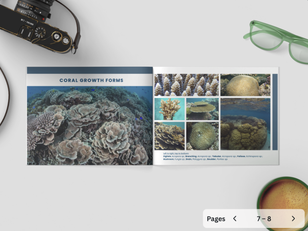 Guided Snorkel Photobook - Seychelles - Image 4