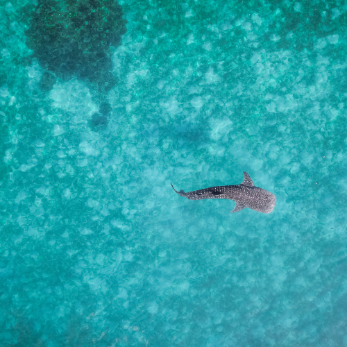 Whale Shark from above