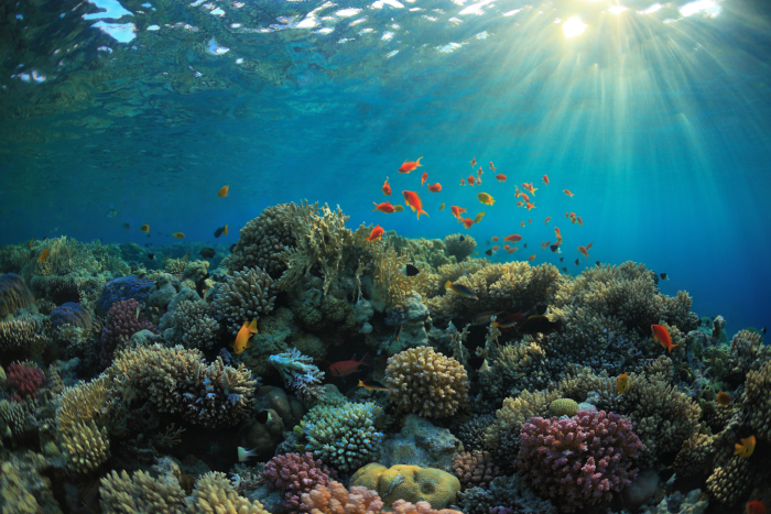 Coral reef