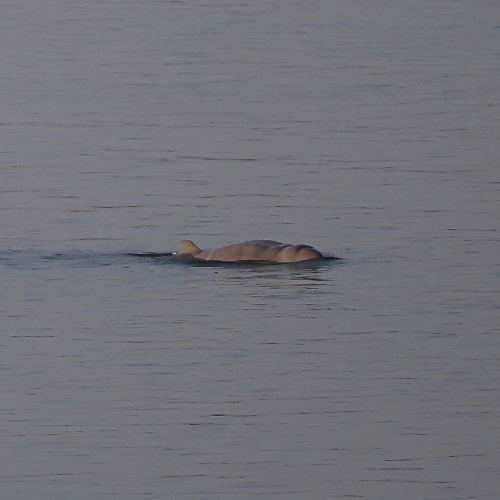 irriwaddy dolphin