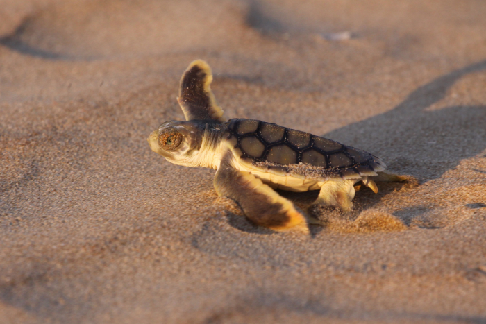 Flatback sea turtle