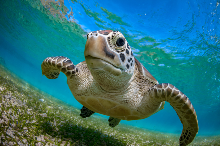 Green sea turtle
