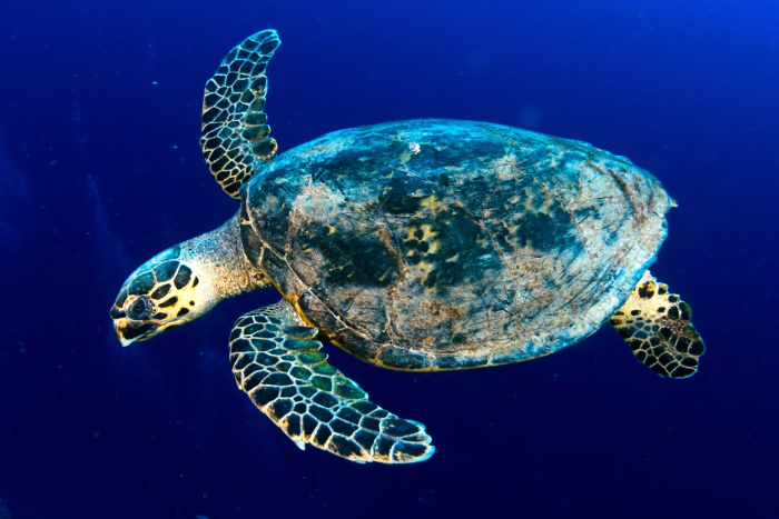 Hawksbill sea turtle