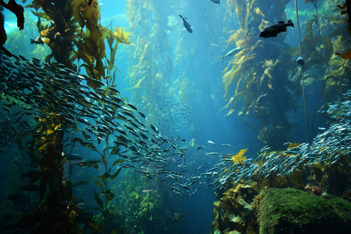 Kelp forest