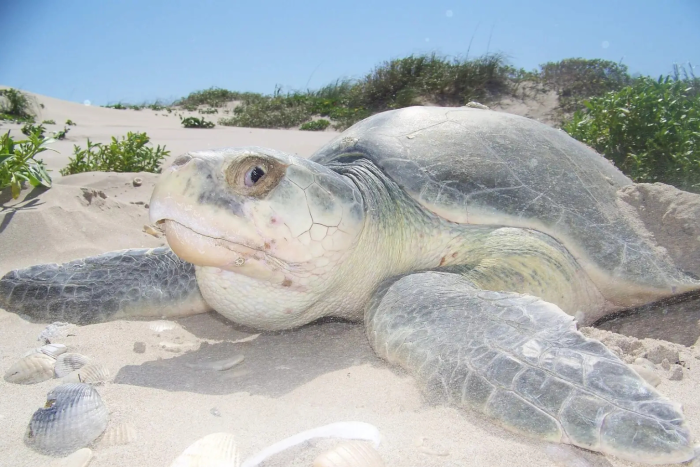Kemps ridley sea turtle