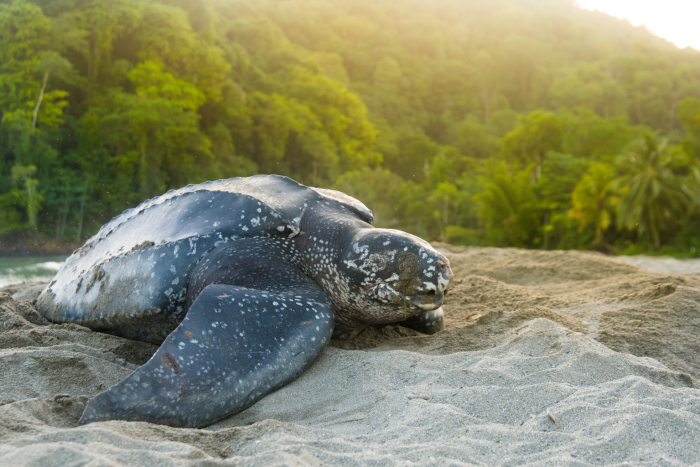 Leatherback sea turtle