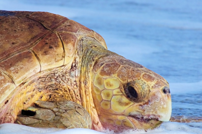 Loggerhead sea turtle