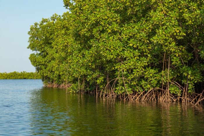 Mangrove forest
