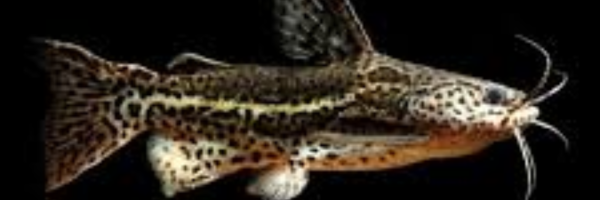 Jaguar catfish
