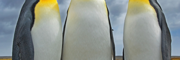 King Penguin