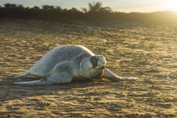 Olive ridley sea turtle