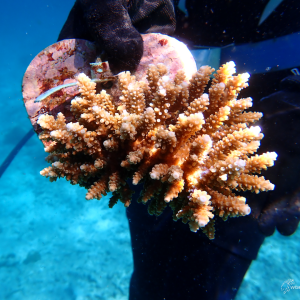 Adopt a Coral